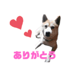 ゆっしースタンプ（個別スタンプ：1）