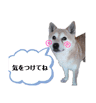 ゆっしースタンプ（個別スタンプ：3）