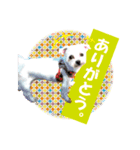 いぬみょん（個別スタンプ：2）