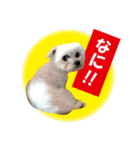 いぬみょん（個別スタンプ：3）
