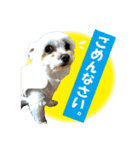 いぬみょん（個別スタンプ：4）