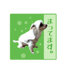 いぬみょん（個別スタンプ：12）