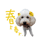 後ろ向きがちな犬を中心に！（個別スタンプ：1）
