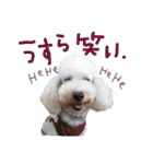 後ろ向きがちな犬を中心に！（個別スタンプ：4）