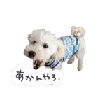 後ろ向きがちな犬を中心に！（個別スタンプ：6）