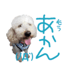 後ろ向きがちな犬を中心に！（個別スタンプ：7）