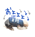後ろ向きがちな犬を中心に！（個別スタンプ：8）