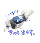 後ろ向きがちな犬を中心に！（個別スタンプ：9）