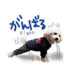 後ろ向きがちな犬を中心に！（個別スタンプ：11）