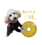 後ろ向きがちな犬を中心に！（個別スタンプ：15）
