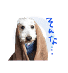 後ろ向きがちな犬を中心に！（個別スタンプ：18）