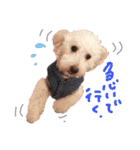 後ろ向きがちな犬を中心に！（個別スタンプ：21）