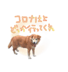 後ろ向きがちな犬を中心に！（個別スタンプ：23）
