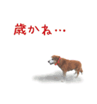 後ろ向きがちな犬を中心に！（個別スタンプ：24）