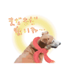 後ろ向きがちな犬を中心に！（個別スタンプ：25）