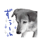 後ろ向きがちな犬を中心に！（個別スタンプ：26）