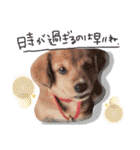 後ろ向きがちな犬を中心に！（個別スタンプ：27）