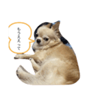 がちゃめチワワ（個別スタンプ：2）