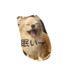 がちゃめチワワ（個別スタンプ：4）
