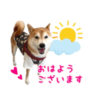 柴犬あんずの日常（個別スタンプ：1）