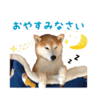 柴犬あんずの日常（個別スタンプ：2）