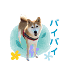 柴犬あんずの日常（個別スタンプ：3）