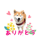 柴犬あんずの日常（個別スタンプ：4）
