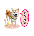 柴犬あんずの日常（個別スタンプ：5）
