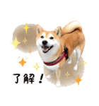 柴犬あんずの日常（個別スタンプ：6）