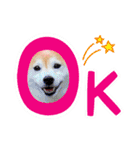 柴犬あんずの日常（個別スタンプ：7）