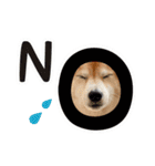 柴犬あんずの日常（個別スタンプ：8）