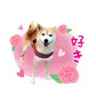 柴犬あんずの日常（個別スタンプ：9）
