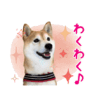 柴犬あんずの日常（個別スタンプ：10）