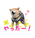 柴犬あんずの日常（個別スタンプ：11）
