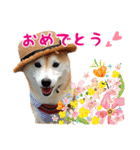 柴犬あんずの日常（個別スタンプ：12）