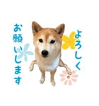 柴犬あんずの日常（個別スタンプ：13）