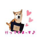 柴犬あんずの日常（個別スタンプ：14）