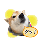 柴犬あんずの日常（個別スタンプ：15）
