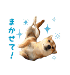 柴犬あんずの日常（個別スタンプ：16）