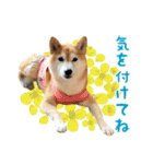柴犬あんずの日常（個別スタンプ：17）