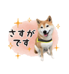 柴犬あんずの日常（個別スタンプ：18）