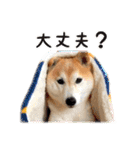 柴犬あんずの日常（個別スタンプ：19）