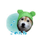 柴犬あんずの日常（個別スタンプ：20）