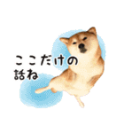 柴犬あんずの日常（個別スタンプ：21）