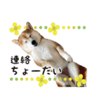 柴犬あんずの日常（個別スタンプ：22）