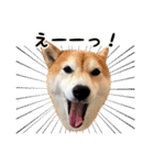 柴犬あんずの日常（個別スタンプ：23）