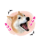 柴犬あんずの日常（個別スタンプ：24）