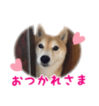 柴犬あんずの日常（個別スタンプ：25）