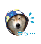 柴犬あんずの日常（個別スタンプ：26）