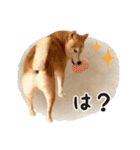 柴犬あんずの日常（個別スタンプ：27）